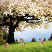 Custom Pastoral Style Cherry Blossom Trees Elk Photo Mural Romantic Nature Landscape Mural Wallpaper Living Room Home Decor 3D