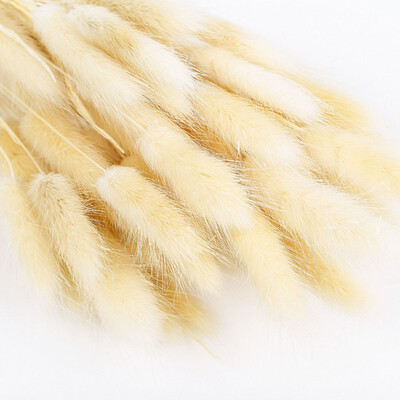 50pcs Colorful Foxtail Barley Grass Bonsai Home Decoration Natural Dried Twelve Flower Dried Flower Photo Props Dog Tail Grass
50pcs Colorful Foxtail Barley Grass Bonsai Home Decoration Natural Dried Twelve Flower Dried Flower Photo Props Dog Tail Grass
