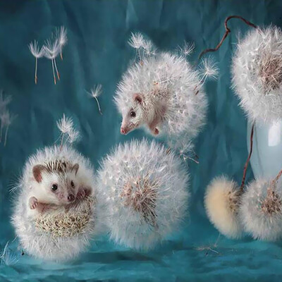 5D DIY Diamond Embroidery Dream Dandelion Sunset Cute Hedgehog Diamond Painting Rhinestone Home Decoration
5D DIY Diamond Embroidery Dream Dandelion Sunset Cute Hedgehog Diamond Painting Rhinestone Home Decoration