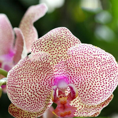 20PCS Butterfly Orchid Seeds Phalaenopsis Bonsai Flower Seed Plants Potted Home Garden Balcony DecorationType 8
20PCS Butterfly Orchid Seeds Phalaenopsis Bonsai Flower Seed Plants Potted Home Garden Balcony DecorationType 8