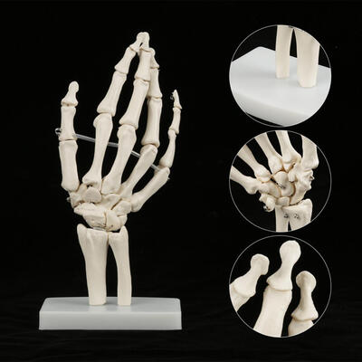 Greensen Medical Anatomical Life-size Human Hand Joint Study Skeleton Model Medical Hand Skeleton Medical Hand Model
Greensen Medical Anatomical Life-size Human Hand Joint Study Skeleton Model Medical Hand Skeleton Medical Hand Model