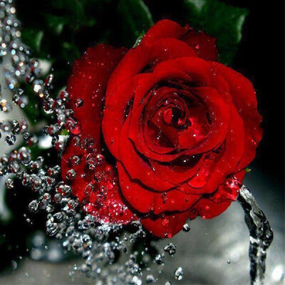 DIY 5D Diamond Painting Pink Rose Rhinestone Embroidery Full Drill Gem Pictures Wall Art Craft&Home Decoration
DIY 5D Diamond Painting Pink Rose Rhinestone Embroidery Full Drill Gem Pictures Wall Art Craft&Home Decoration