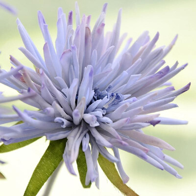Single crab claw chrysanthemum Artificial flower pot plant home decoration flower wedding road lead bonsai blue
Single crab claw chrysanthemum Artificial flower pot plant home decoration flower wedding road lead bonsai blue
