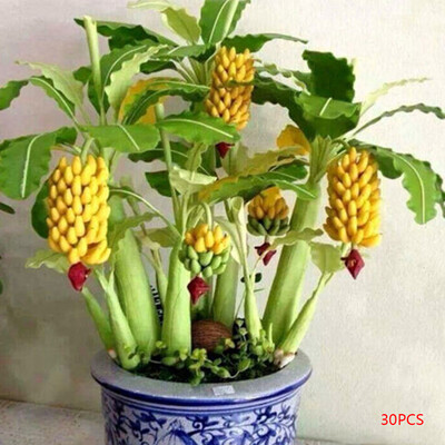 30pcs50pcs100pcs Per Bag Dwarf Banana Tree Seeds Potted Bonsai Fruits Plants Seeds for Home Garden Decoration
30pcs50pcs100pcs Per Bag Dwarf Banana Tree Seeds Potted Bonsai Fruits Plants Seeds for Home Garden Decoration