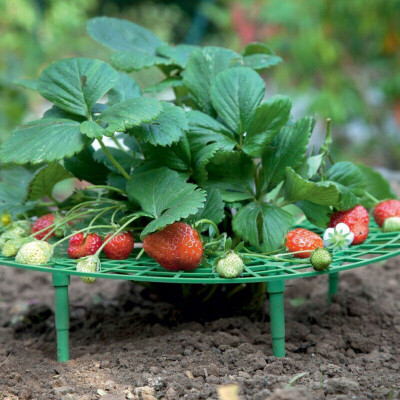 Gobestart Strawberry Plant Growing Supports Keep Strawberries Off Rot in the Rainy Days
Gobestart Strawberry Plant Growing Supports Keep Strawberries Off Rot in the Rainy Days