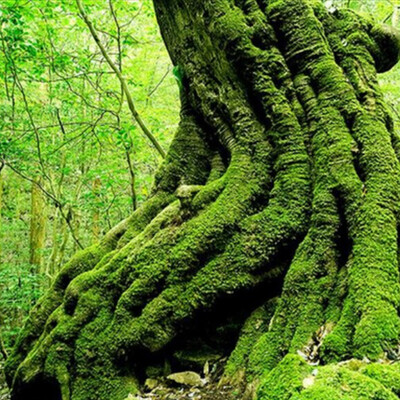 Custom Photo Wall Paper 3D European Green Forest Trees 3D Nature Landscape Bedroom Living Room Sofa Backdrop 3D Wallpaper Murals
Custom Photo Wall Paper 3D European Green Forest Trees 3D Nature Landscape Bedroom Living Room Sofa Backdrop 3D Wallpaper Murals
