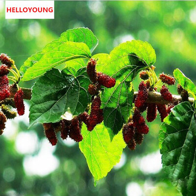 C-TS016 New Arrival 100g Top Grade 100 Purely Natural Organic Folium Mori Extract Powder Mulberry Leaf Powder
C-TS016 New Arrival 100g Top Grade 100 Purely Natural Organic Folium Mori Extract Powder Mulberry Leaf Powder