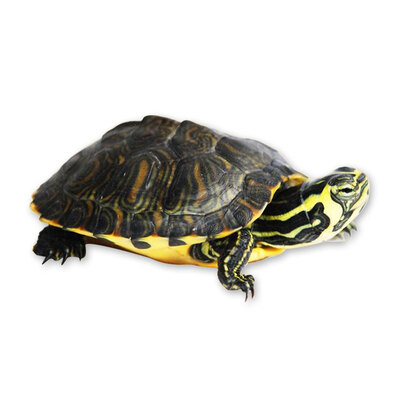 Yi Meng turtle live Chinese turtle pet watch turtles turtle pond culture small turtle seedlings 5-7cm a
Yi Meng turtle live Chinese turtle pet watch turtles turtle pond culture small turtle seedlings 5-7cm a