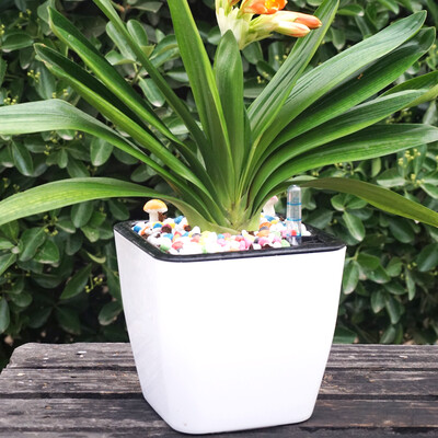 Open road Chi square large automatic water absorption flower pot lazy flower pot caliber 18cm high 16cm white black inner basin
Open road Chi square large automatic water absorption flower pot lazy flower pot caliber 18cm high 16cm white black inner basin