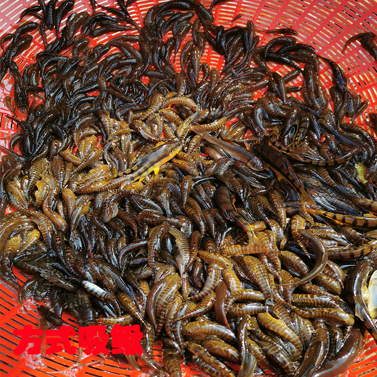 zxc吸鳅鱼原生溪流冷水清道夫小型观赏贵州爬岩鳅琵琶除藻缸清洁工具