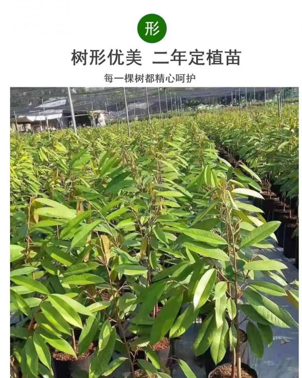 榴莲苗树苗嫁接金枕头南方北方种植盆栽苗当年结果3年苗苏丹王带土带