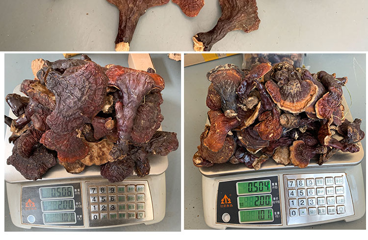 长白山野生灵芝白肉灵芝松杉灵芝白心赤芝整枝非西藏不苦香浓100g