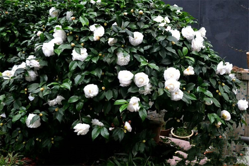 白雪塔茶花白色经典水晶白名贵新品种树苗盆栽绿植花卉十年大苗含盆高