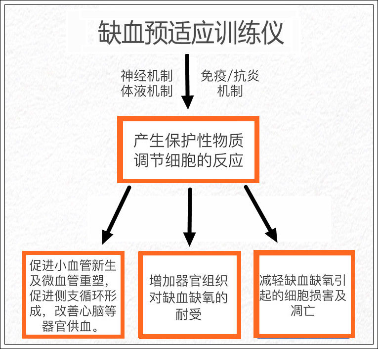 远程缺血预适应训练仪双臂智能训练血压老人礼品型号远程缺血预适应