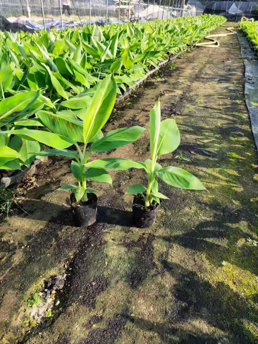 花姬广西香蕉苗巴西蕉中蕉9号苗红香蕉粉蕉矮化蕉苗树苹果蕉试种苗1棵