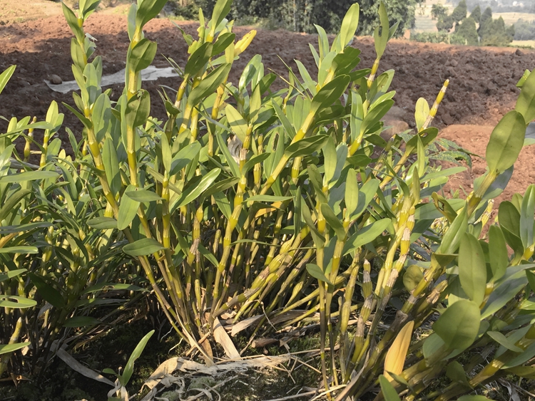 昙花盆栽贵州赤水新鲜金钗石斛盆栽大苗石斛盆景兰花铁皮种苗花卉绿植