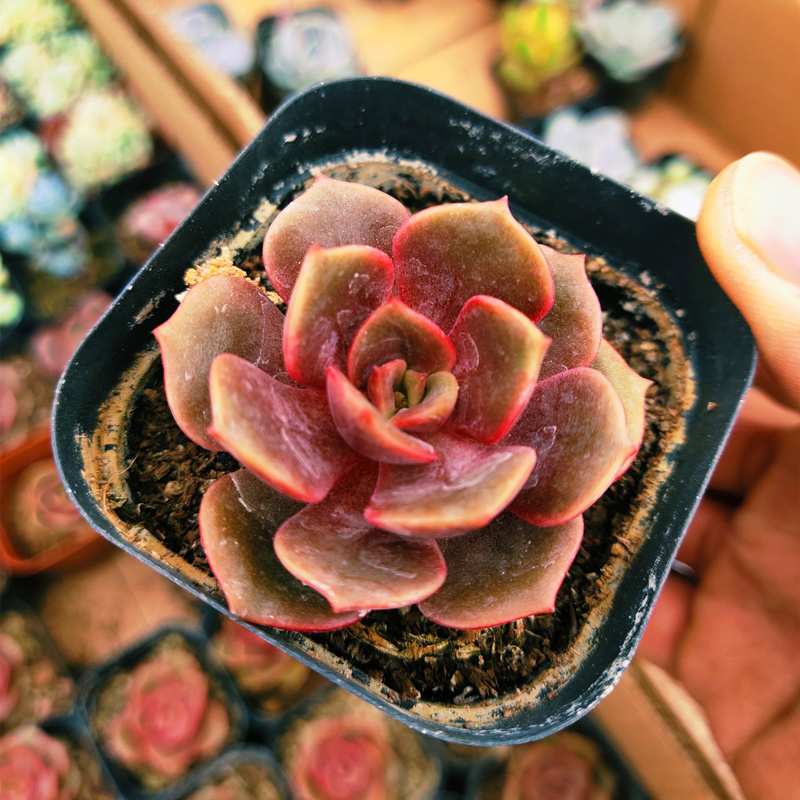 多肉植物稀有品种盆栽组罗宾红玫瑰室内阳台新手四季好养趣味肉肉35cm