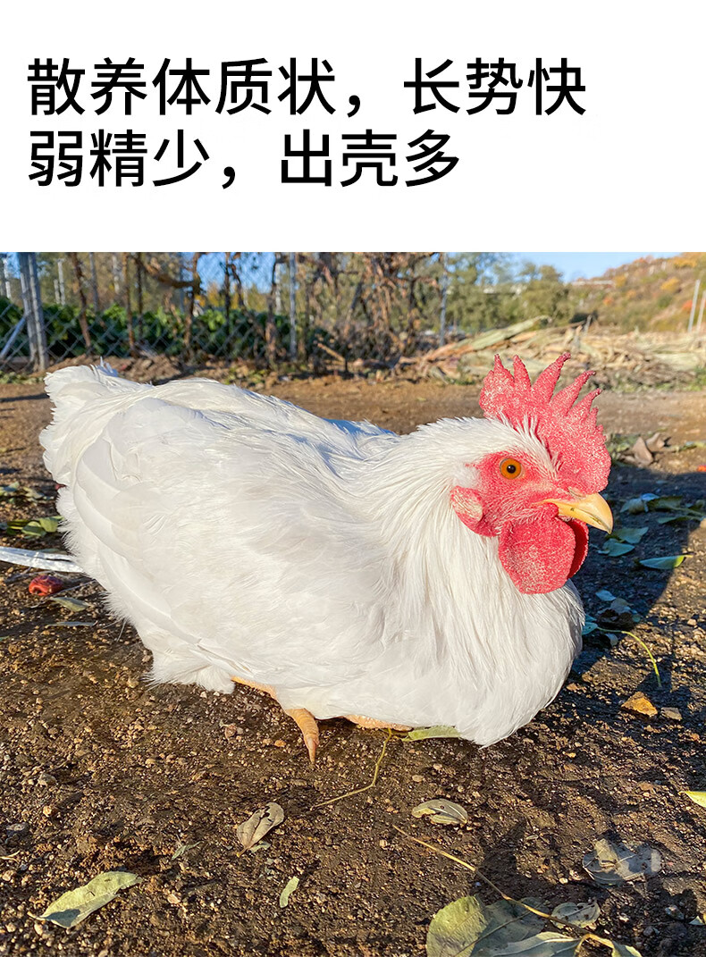 高产白来航下蛋鸡种蛋受精蛋可孵化正宗产蛋鸡王海兰褐灰粉壳土鸡 100