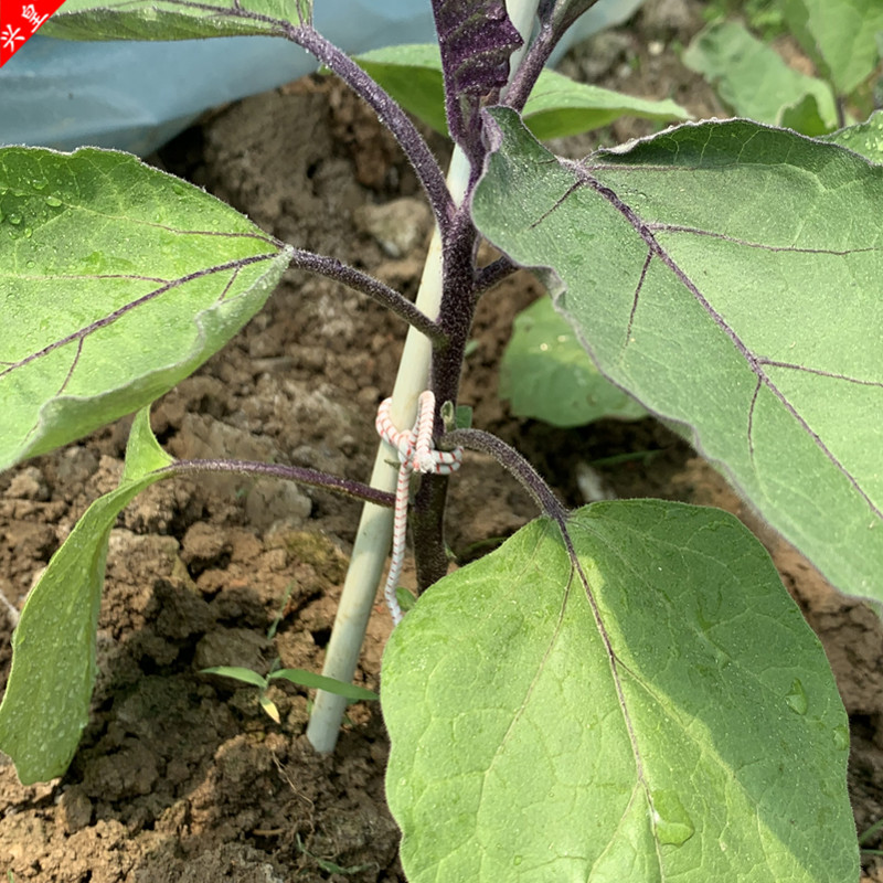 花卉支撑杆小树苗番茄茄子玻璃纤维杆地喷淋支架微喷地插鲈鱼扣杆空心