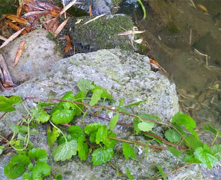 连钱草500克新鲜金钱草透骨消马蹄草铜钱草崩大碗遍地香