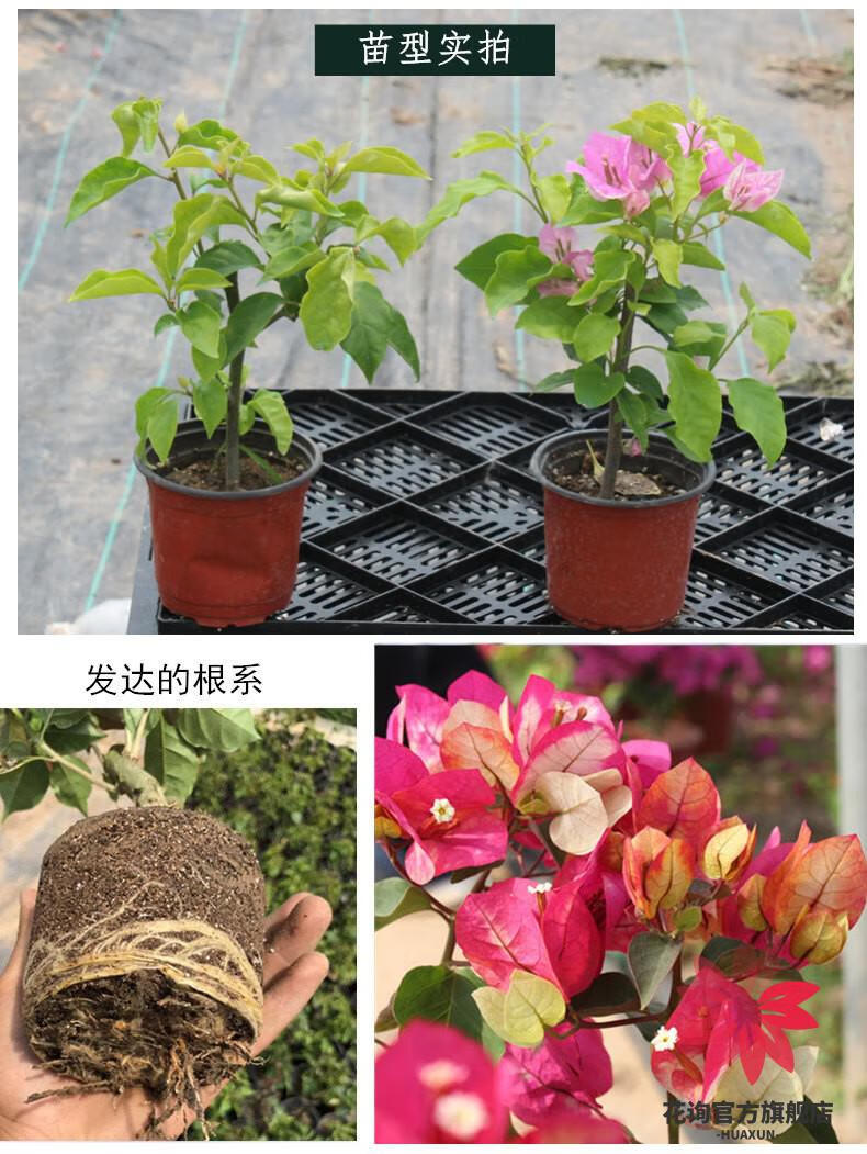 花询5年大苗 重瓣树苗盆栽室内阳台爬藤植物勒杜鹃花苗重瓣大苗庭院