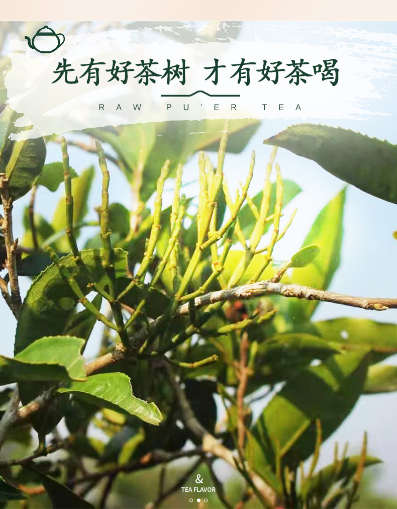 螃蟹脚茶一斤500g螃蟹脚茶景迈云南古茶树茶区寄生茶普洱伴侣生茶500g