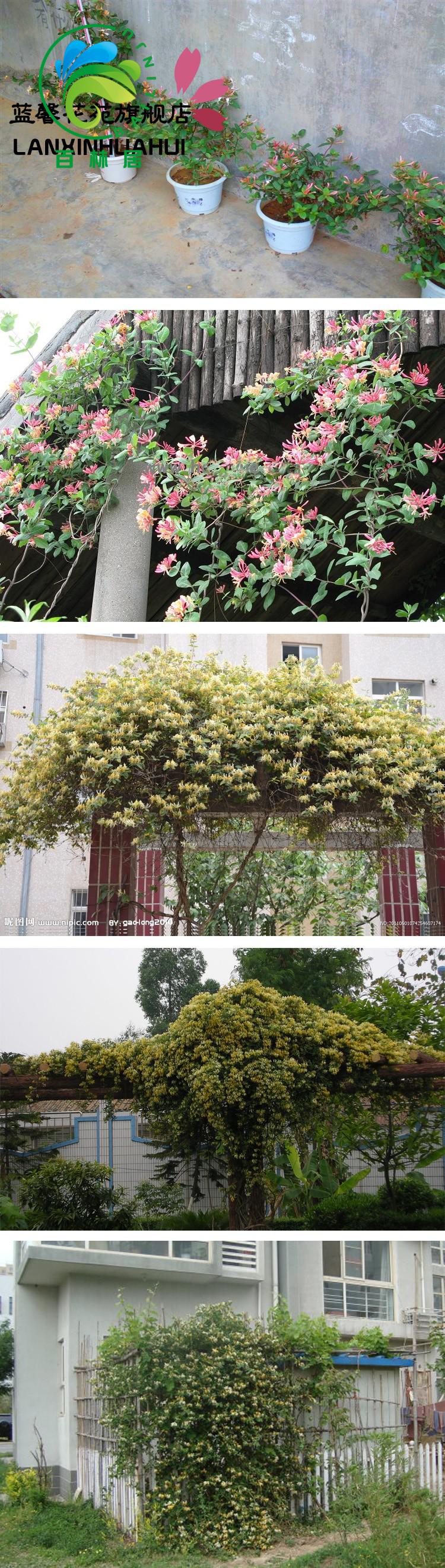 金银花苗庭院阳台盆栽地栽攀援植物爬藤植物金银花树苗室内绿植花卉