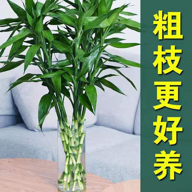 富贵竹水培植物转运竹发财竹大型盆栽绿植花卉四季常青净化空气细枝