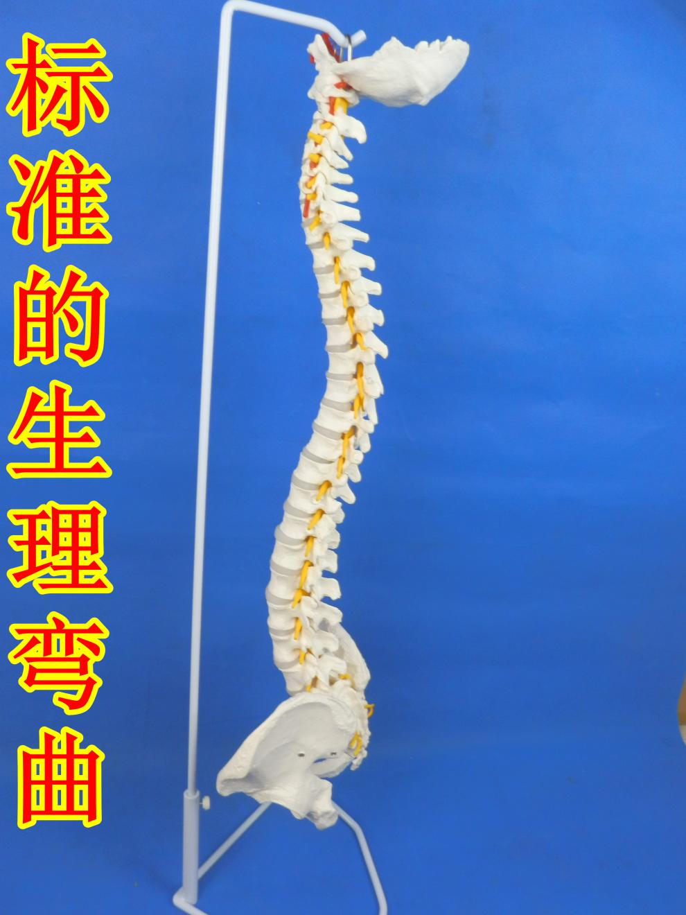 人体脊柱模型正骨脊椎模型颈椎腰椎人体骨骼模型彩色脊椎模型 d加强版