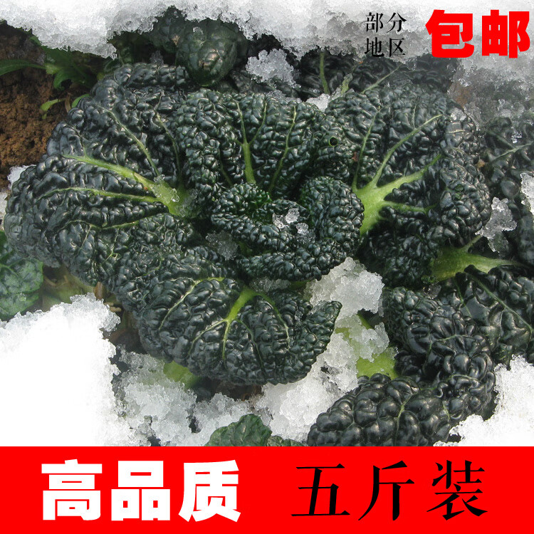 随州泡泡青湖北特产泡泡菜农家自种新鲜蔬菜黑白菜5斤泡泡青菜2500g