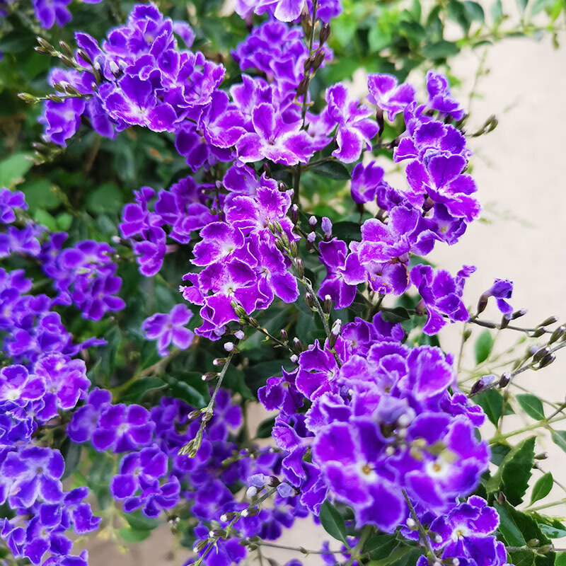 巧克力蕾丝金露花棒棒糖蓝精灵带花苞花园庭院多年生木本四季花卉绿植