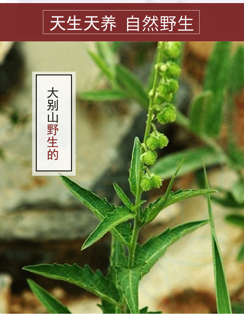 珍珠透骨草 500 大别山野生透骨草 干货泡脚 可搭配中草药材aa【图片