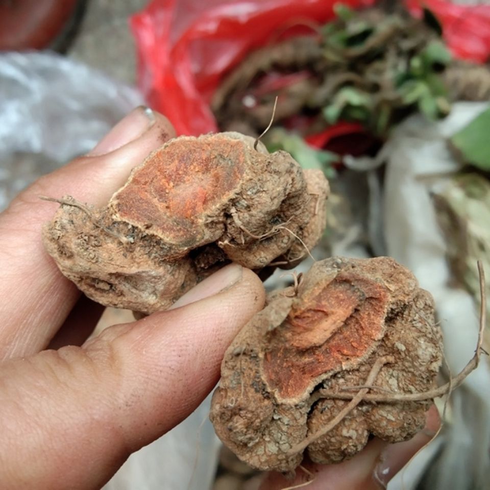 贵州中y材背蛇生干货朱砂莲白蛇胆蛇莲辟虫雷九月生500g克500g