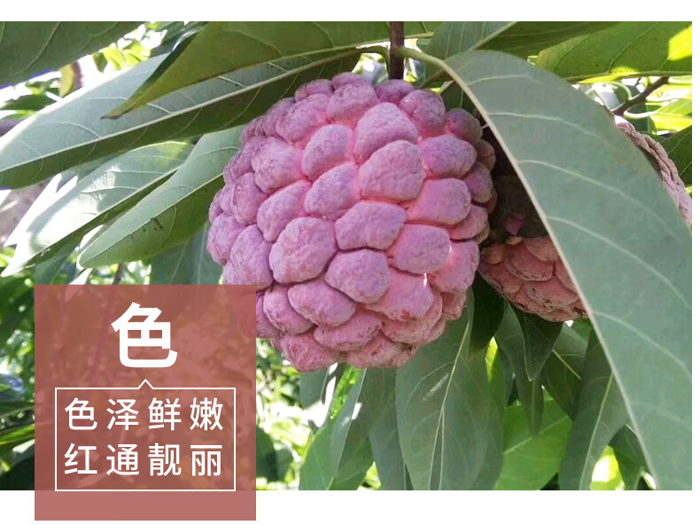 少见水果红释迦水果番荔枝现季没见过现发佛头释迦果红皮新鲜3斤精选