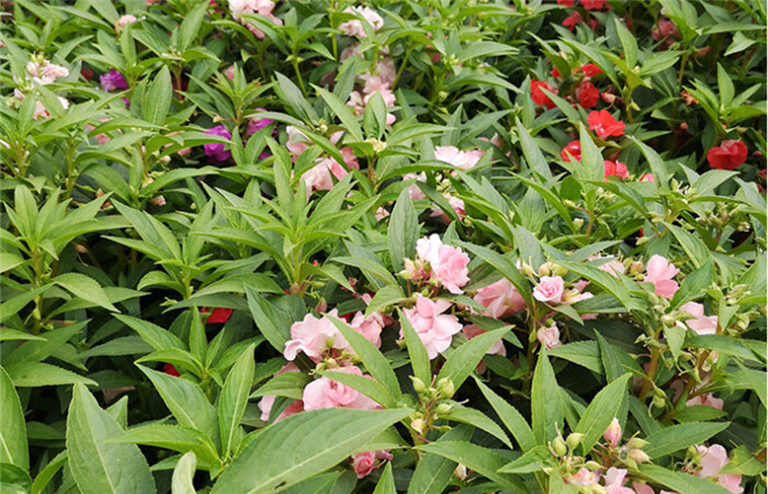 凤仙花种籽学生实验指甲花四季易种花籽花种子易活开花盆栽花籽花卉