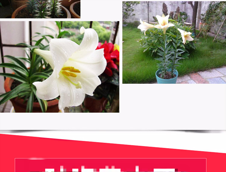 土培香水百合种球大球带芽种子重瓣花四季花卉植物室内盆栽多年生红