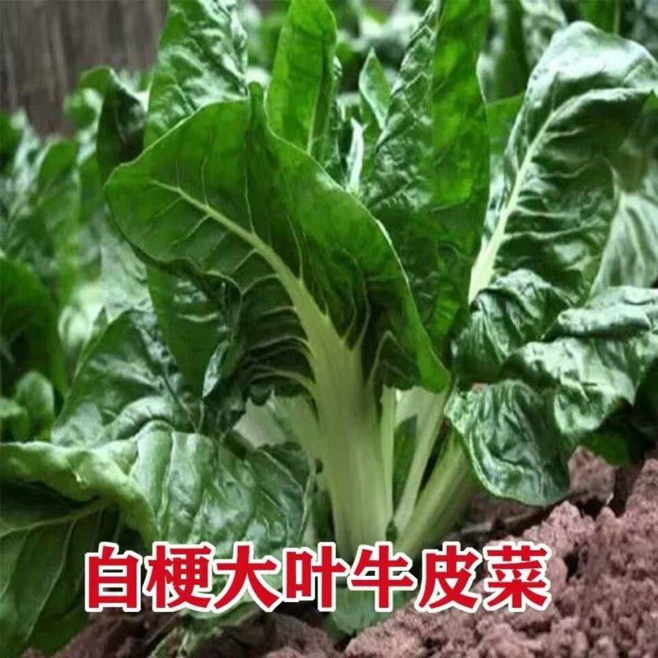 四川大叶牛皮菜种籽白梗厚皮菜种子根达菜种孑秋冬蔬菜四季青菜籽春不