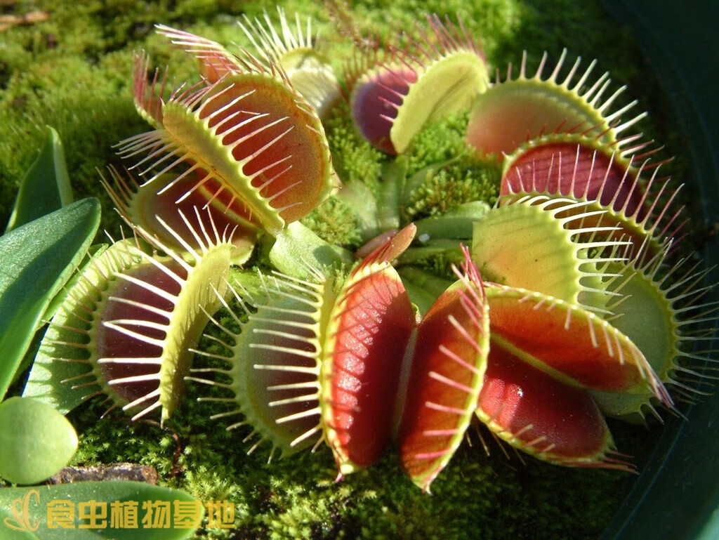 大嘴捕蝇草绿植盆栽食人花食虫草吃蚊子吃苍蝇食虫植物ss号夹子05厘米