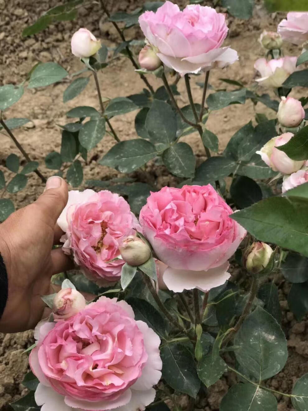 大花月季伊芙雪吻浓香花苗四季开阳台庭院别墅浓香花卉直立好灌木 中