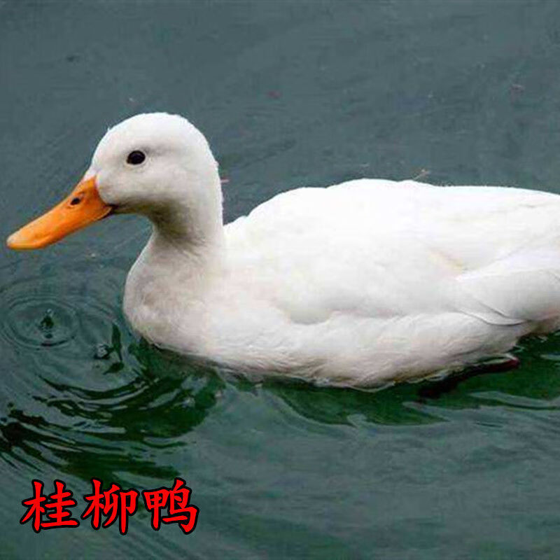 北京鸭鸭小鸭子白鸭桂柳鸭樱谷鸭活家养散养批发鸭子小黄鸭10只樱谷