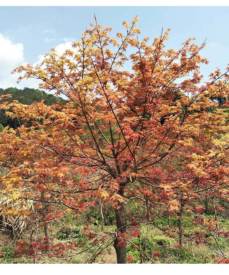 日本红枫乙女樱日式花园植物庭院树盆栽枫树盆景彩叶枫树槭树10加仑