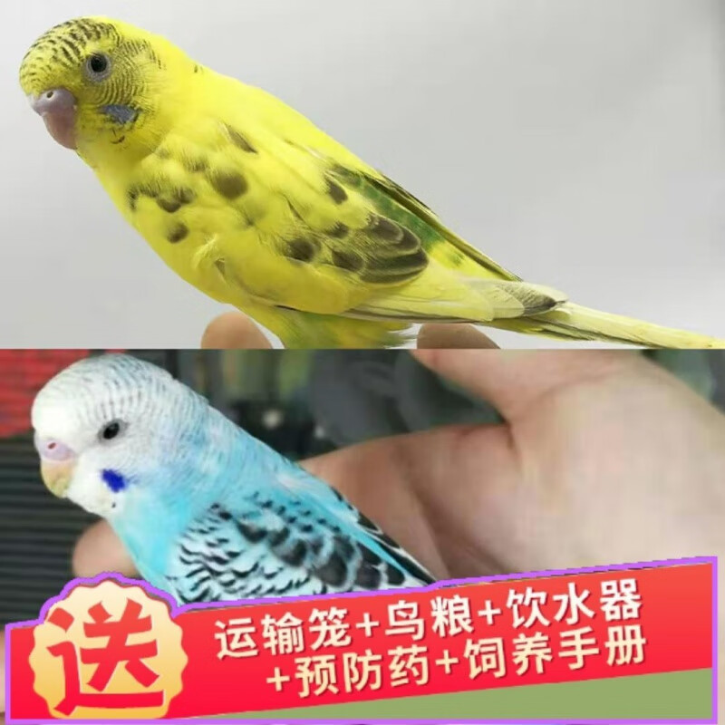 【京选推荐】宠物活虎皮鹦鹉鸟活小鸟幼雏鸟说话鸟训练观赏鸟运输笼