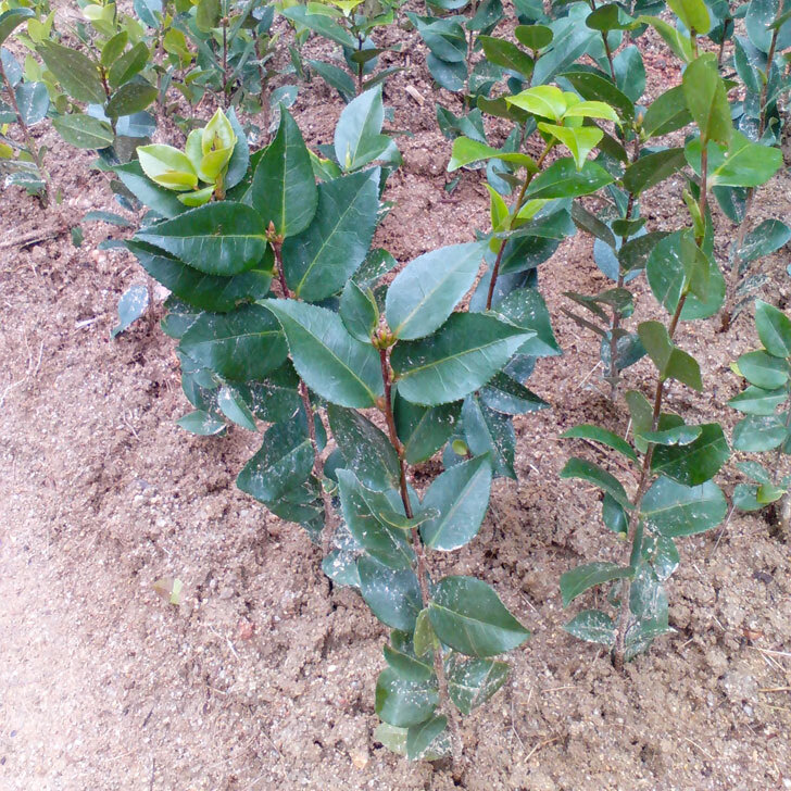 文静花坊珍稀名贵赤丹茶花苗大红赤丹树苗彩丹五色赤丹茶花一树多花色