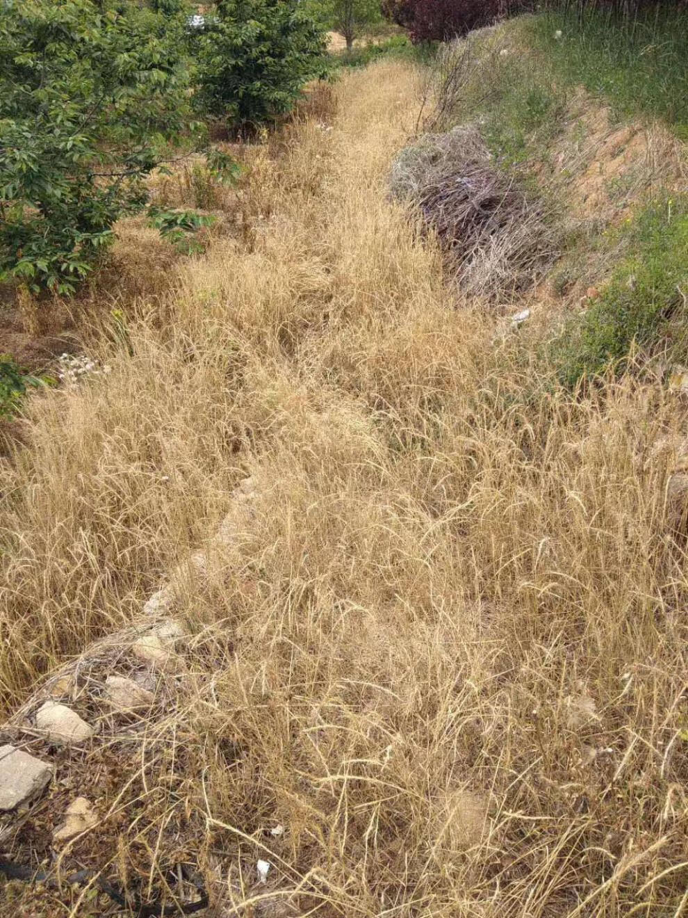 草甘膦除草剂死根烂根高浓度斩草除根批发一扫光果园荒地 2.