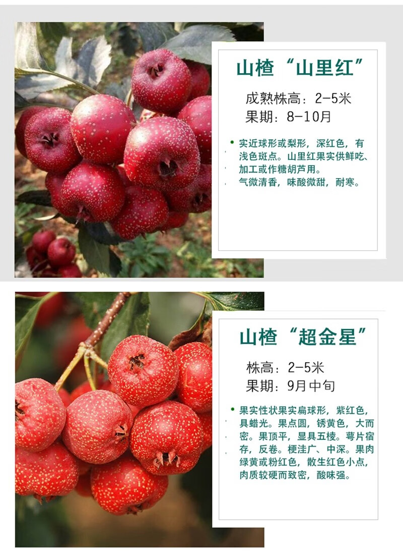 庭院种植盆栽地栽嫁接甜红子山楂苗果树苗大金星朝鲜红歪把子3年苗2棵