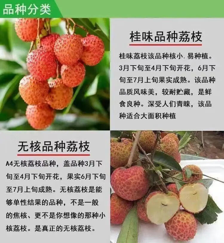 抗寒冻新品种嫁接无核荔枝树苗南北方盆栽地栽四季种植当年结果苗量大