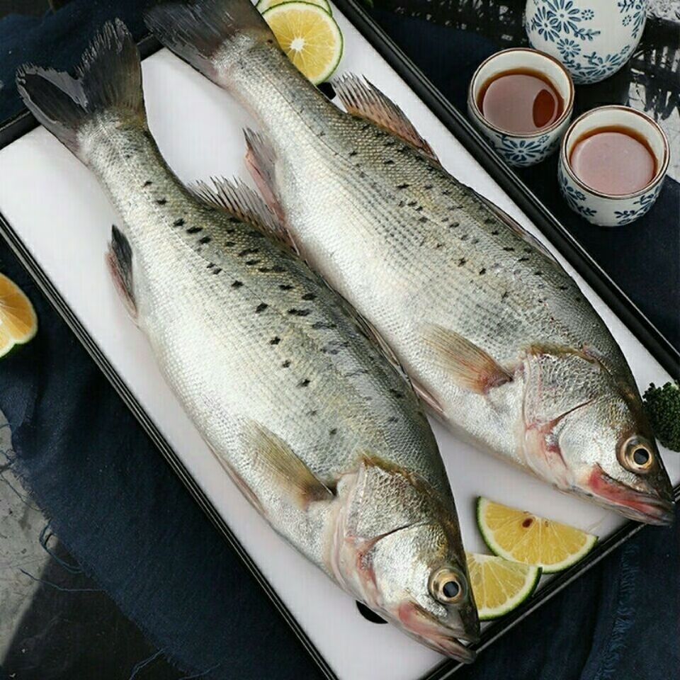 新鲜鲈鱼七星鲈鱼花鲈海鲜1条尝鲜每条11斤到13斤无冰无水净重