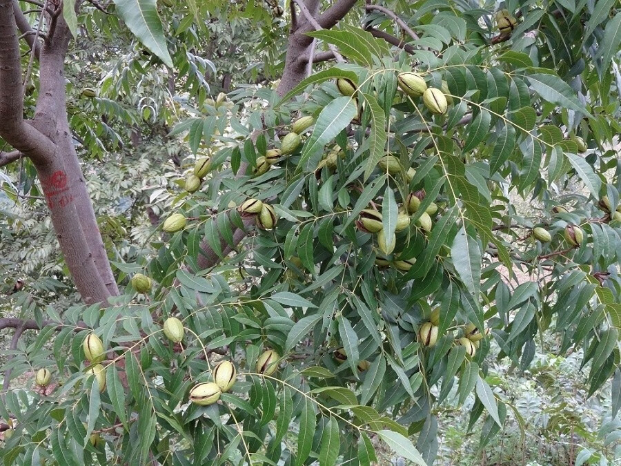 香葶苑碧根果树苗核桃树苗美国碧根果树苗嫁接苗长寿果当年结果南方