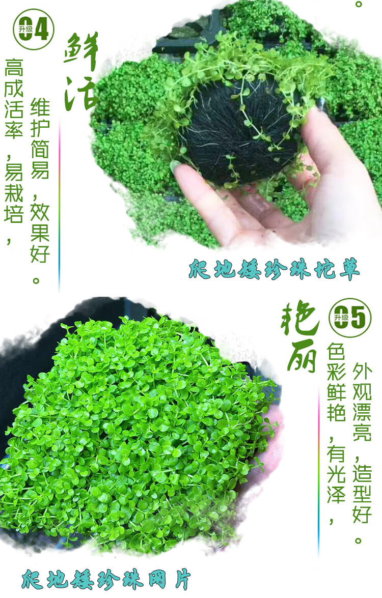 前景草活体造景水草迷你矮爬地矮日本矮珍珠坨草挖耳草牛毛毡迷你牛毛