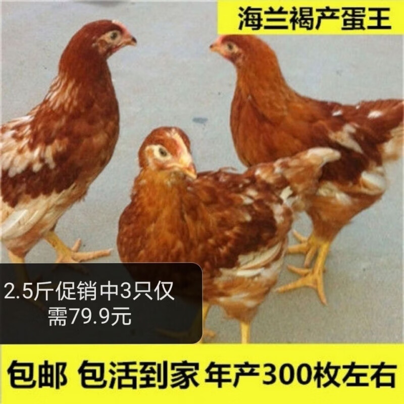 【京选推荐】产蛋王红蛋鸡大鸡海兰褐京红多蛋鸡一年产蛋300多枚 1.